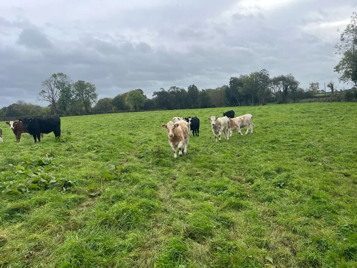 Suckler bred Weanling heifers - Image 4
