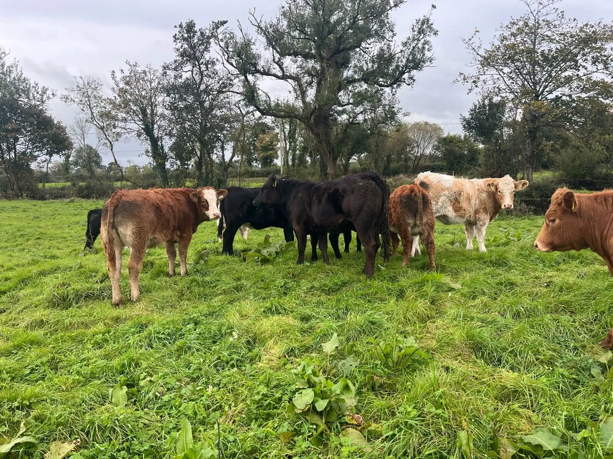 Suckler bred Weanling heifers - Image 1