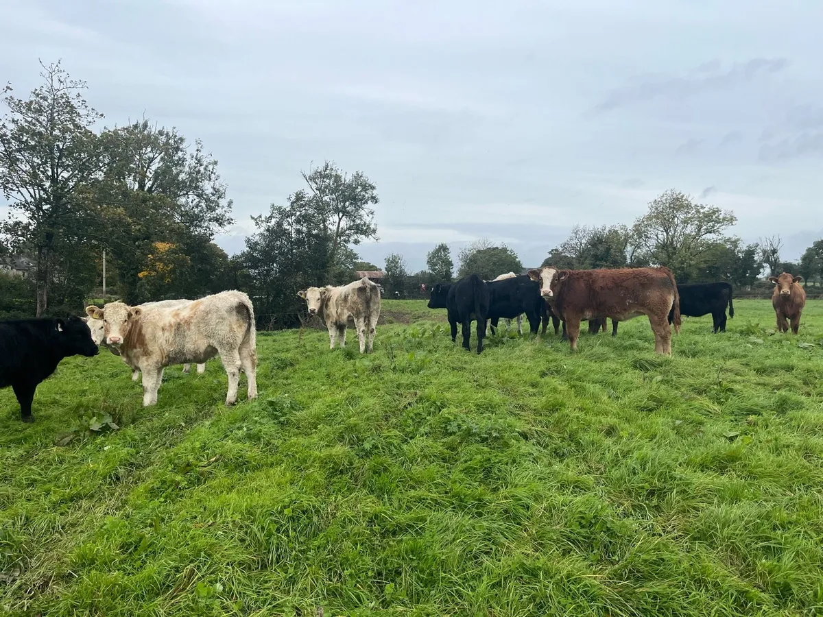 Suckler bred Weanling heifers - Image 2