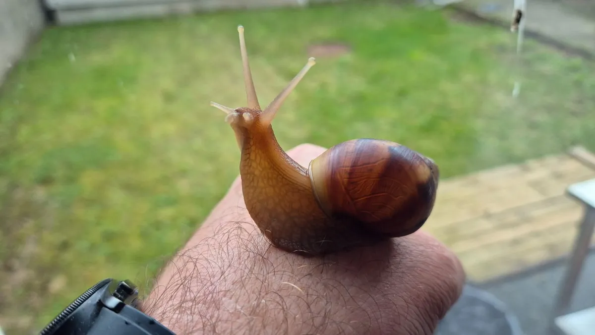 Giant African Land Snail Kit - Image 3