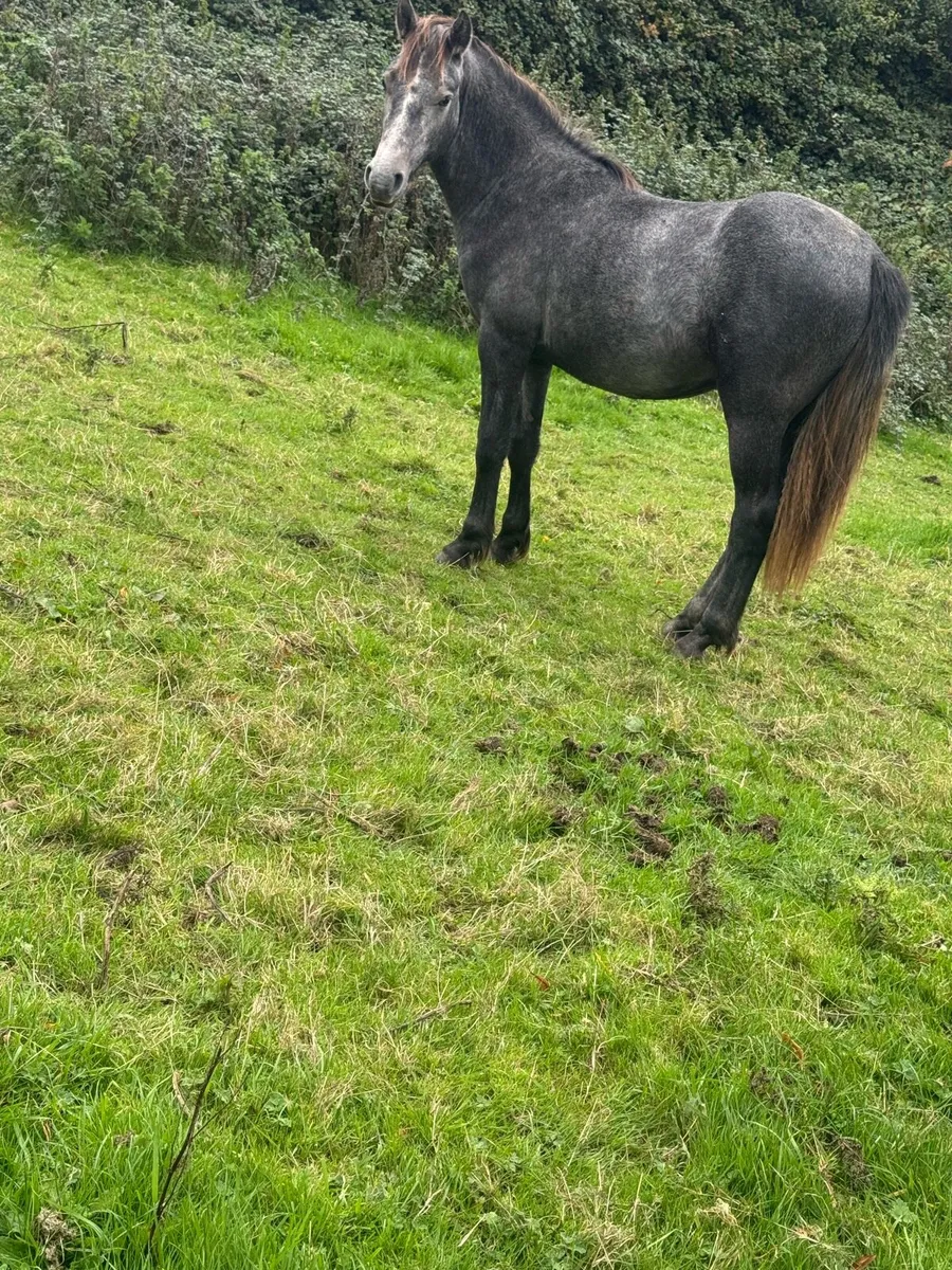 Top quality Connemara pony - Image 2