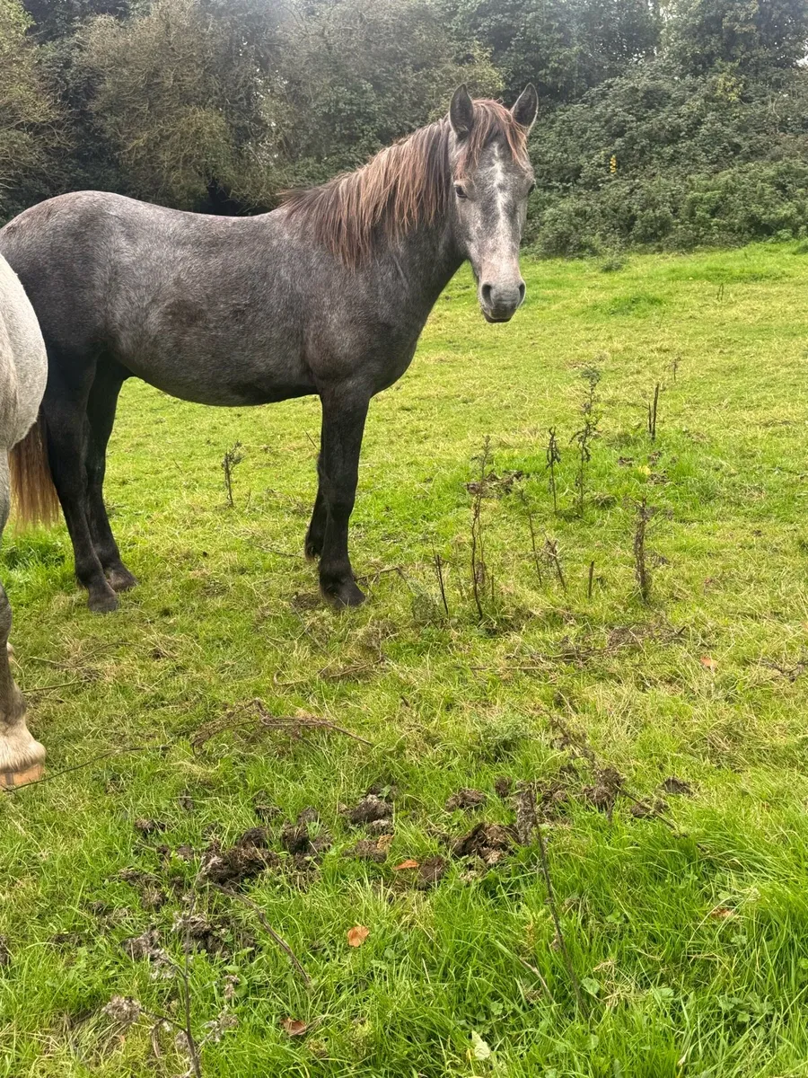 Top quality Connemara pony - Image 1