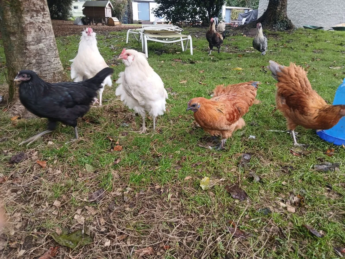 Beautiful Pullets and Roosters 3.5 Months Old - Image 3