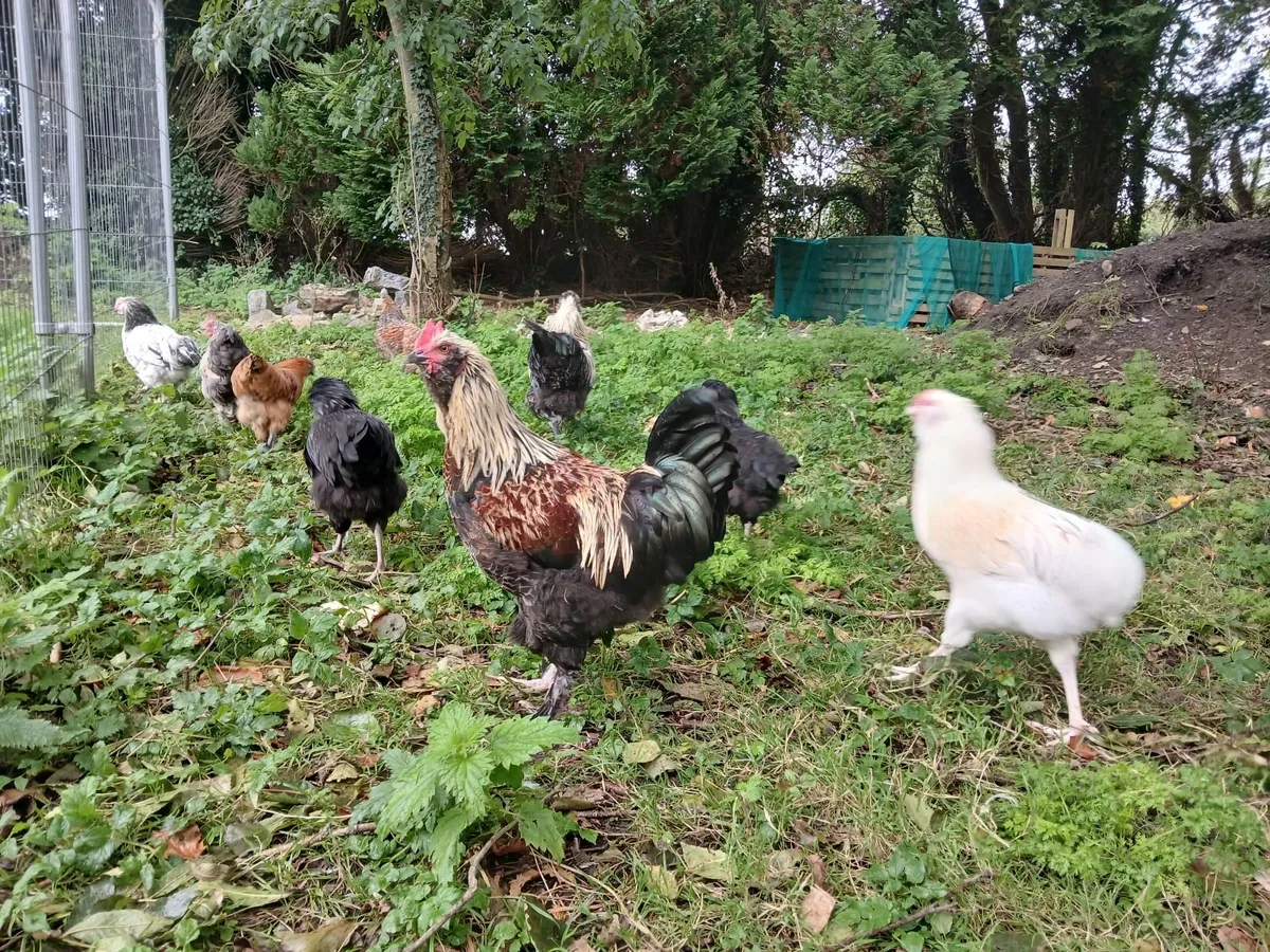 Beautiful Pullets and Roosters 3.5 Months Old - Image 1