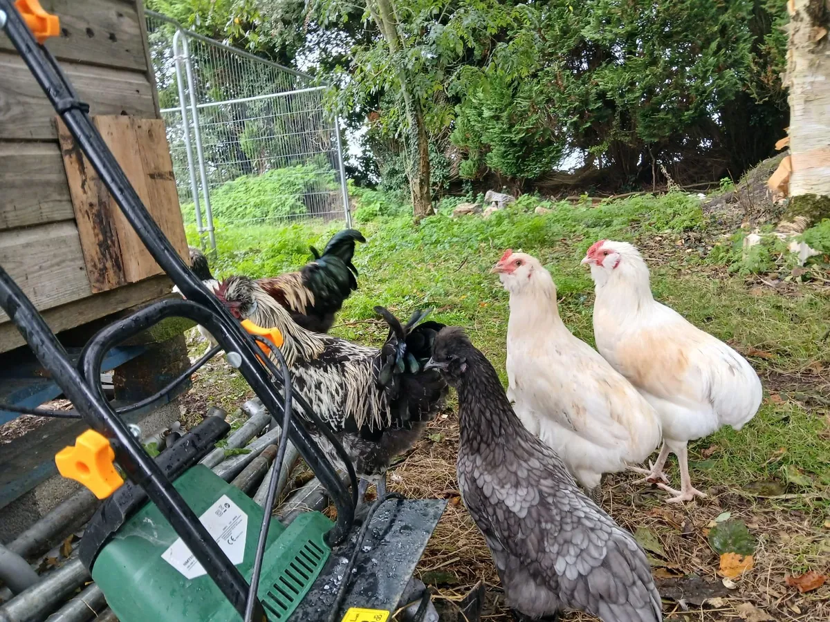 Beautiful Pullets and Roosters 3.5 Months Old - Image 2