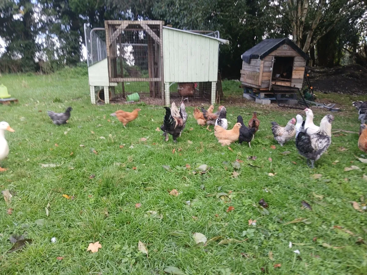 Beautiful Pullets and Roosters 3.5 Months Old - Image 4