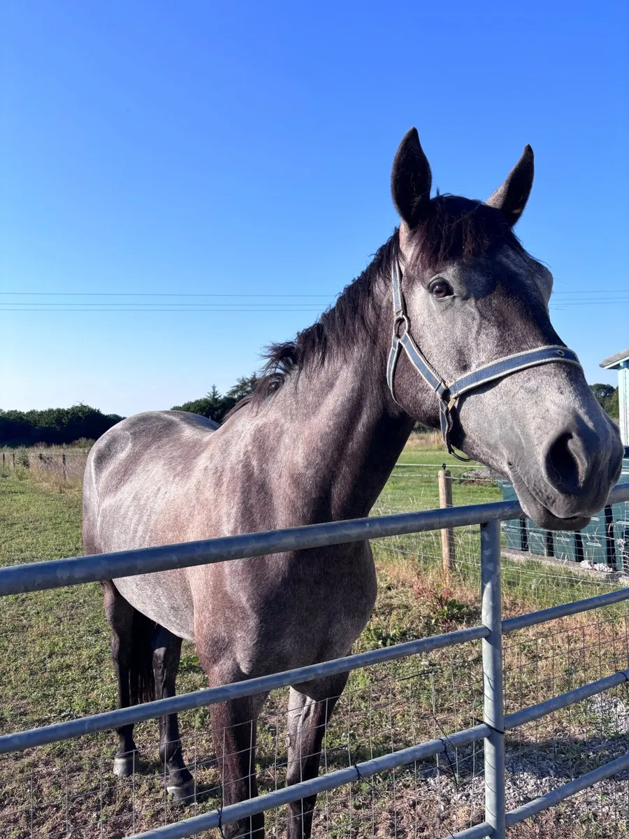 3 year old filly - Image 2