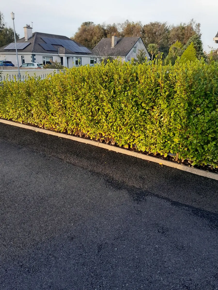 Hedges fencing rails - Image 4