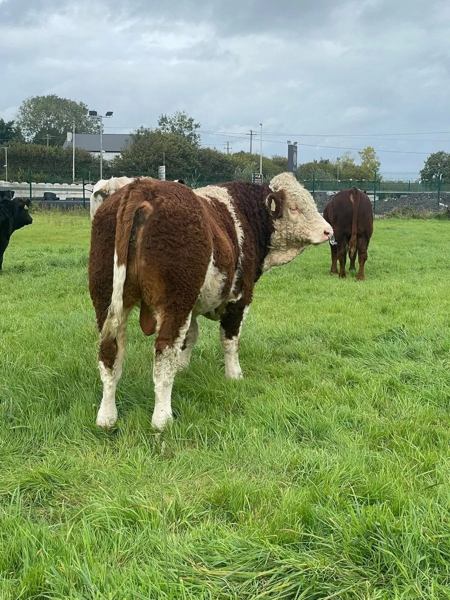 PBR Simmental and Hybrid lim bulls - Image 3