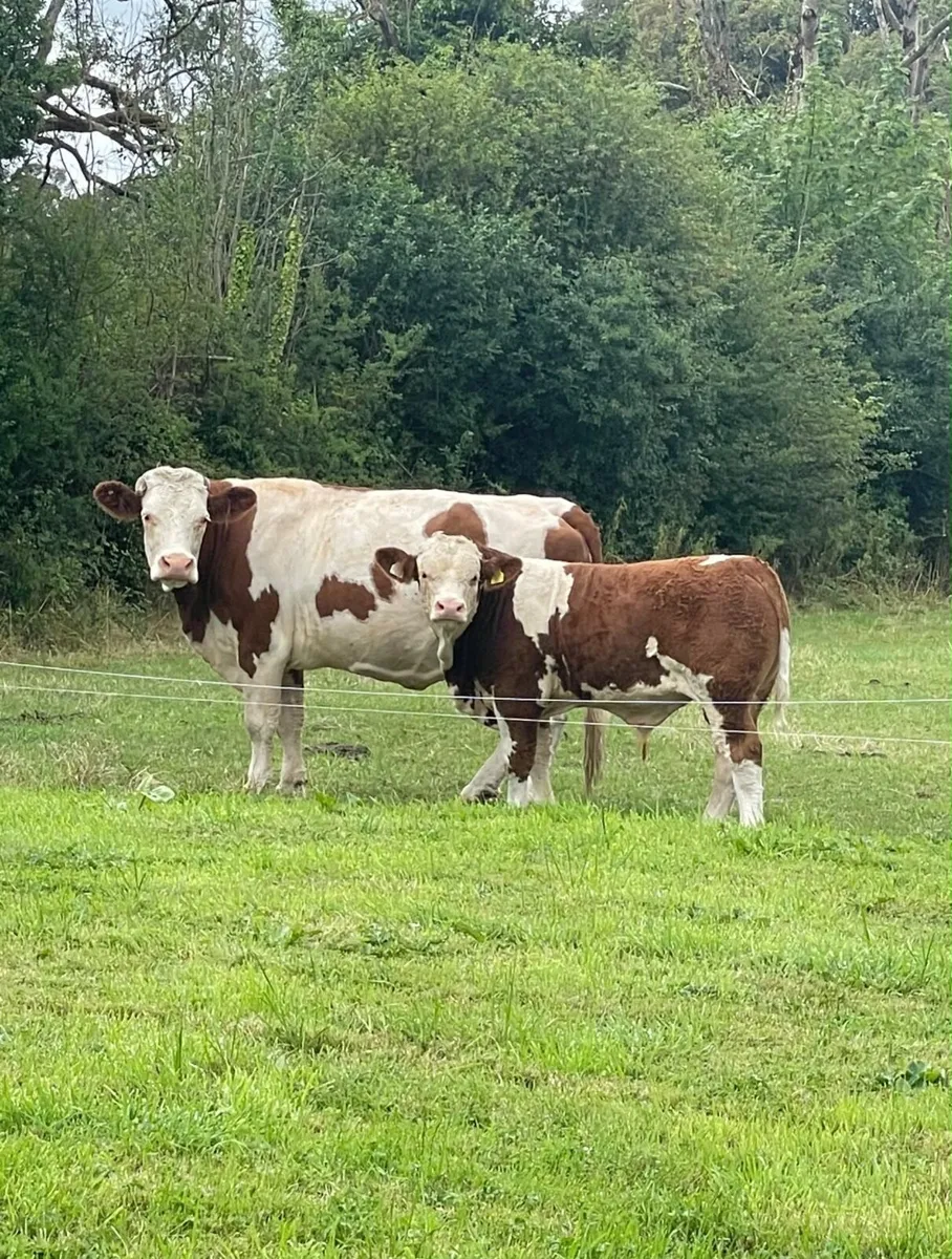 PBR Simmental and Hybrid lim bulls - Image 4
