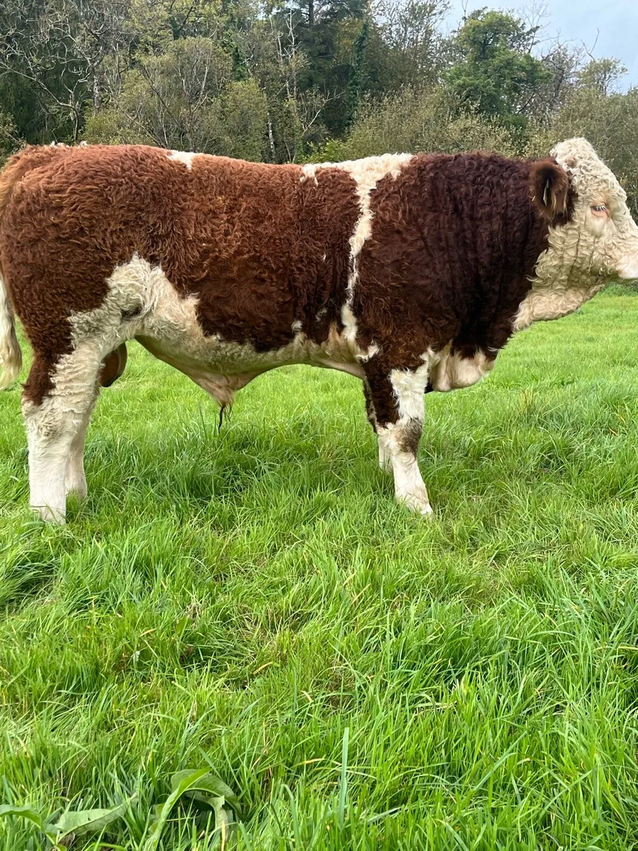 PBR Simmental and Hybrid lim bulls - Image 1