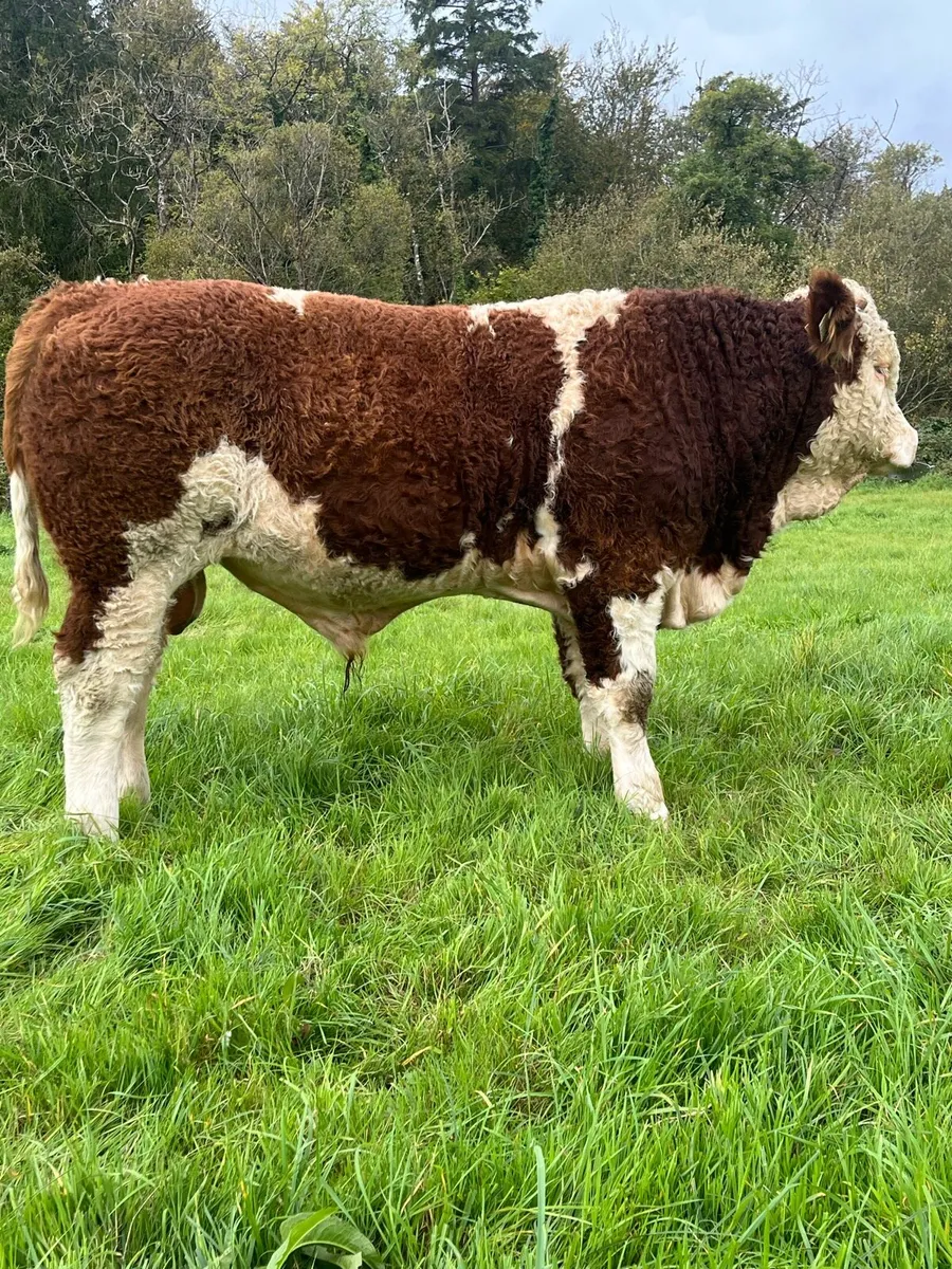 PBR Simmental and Hybrid lim bulls - Image 2