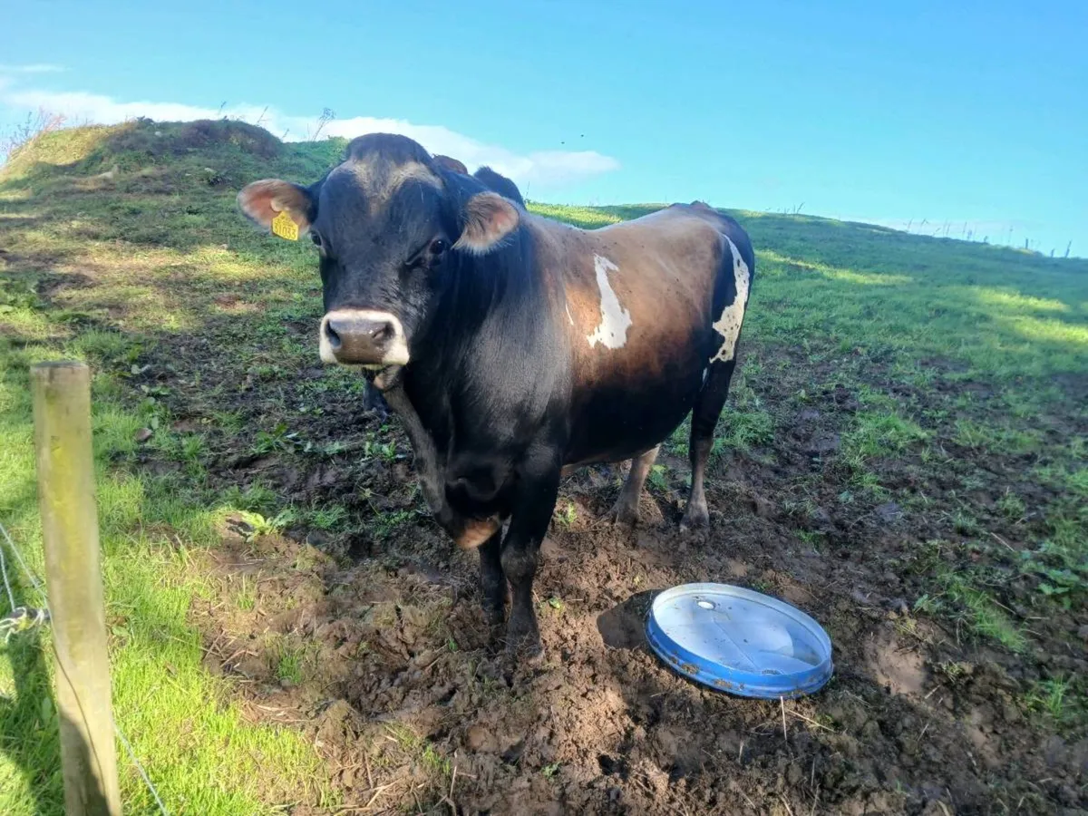 Jersey bull - Image 1