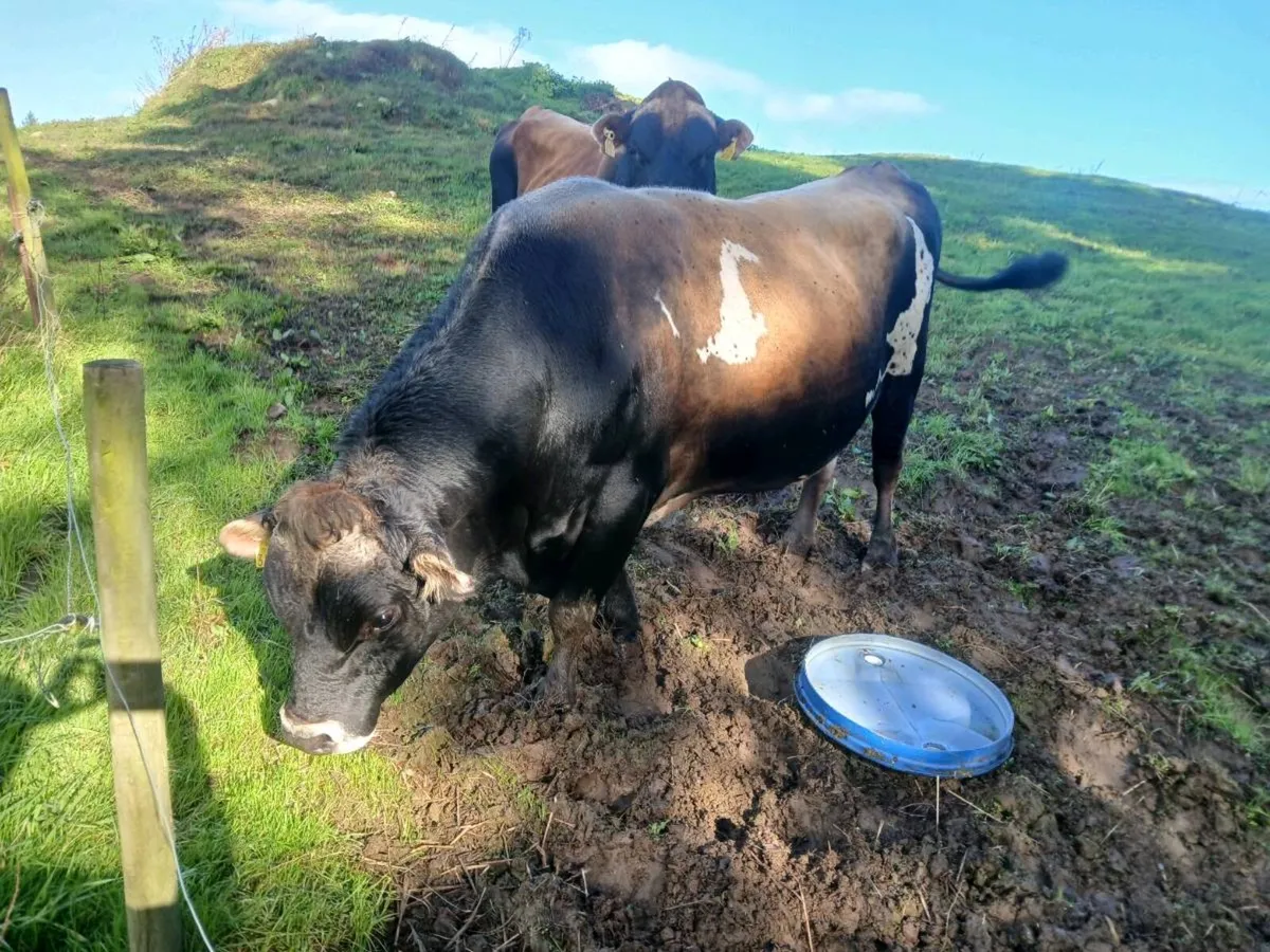Jersey bull - Image 3