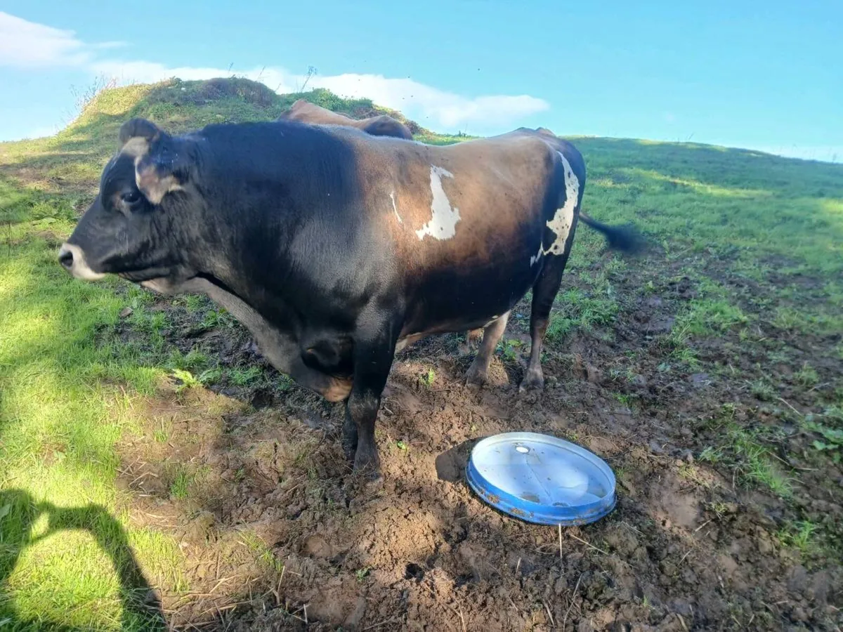 Jersey bull - Image 4