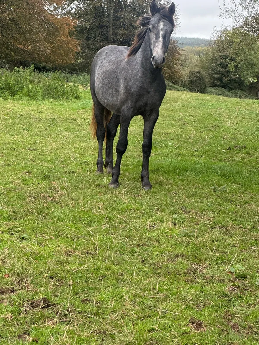 Top quality Connemara pony - Image 3