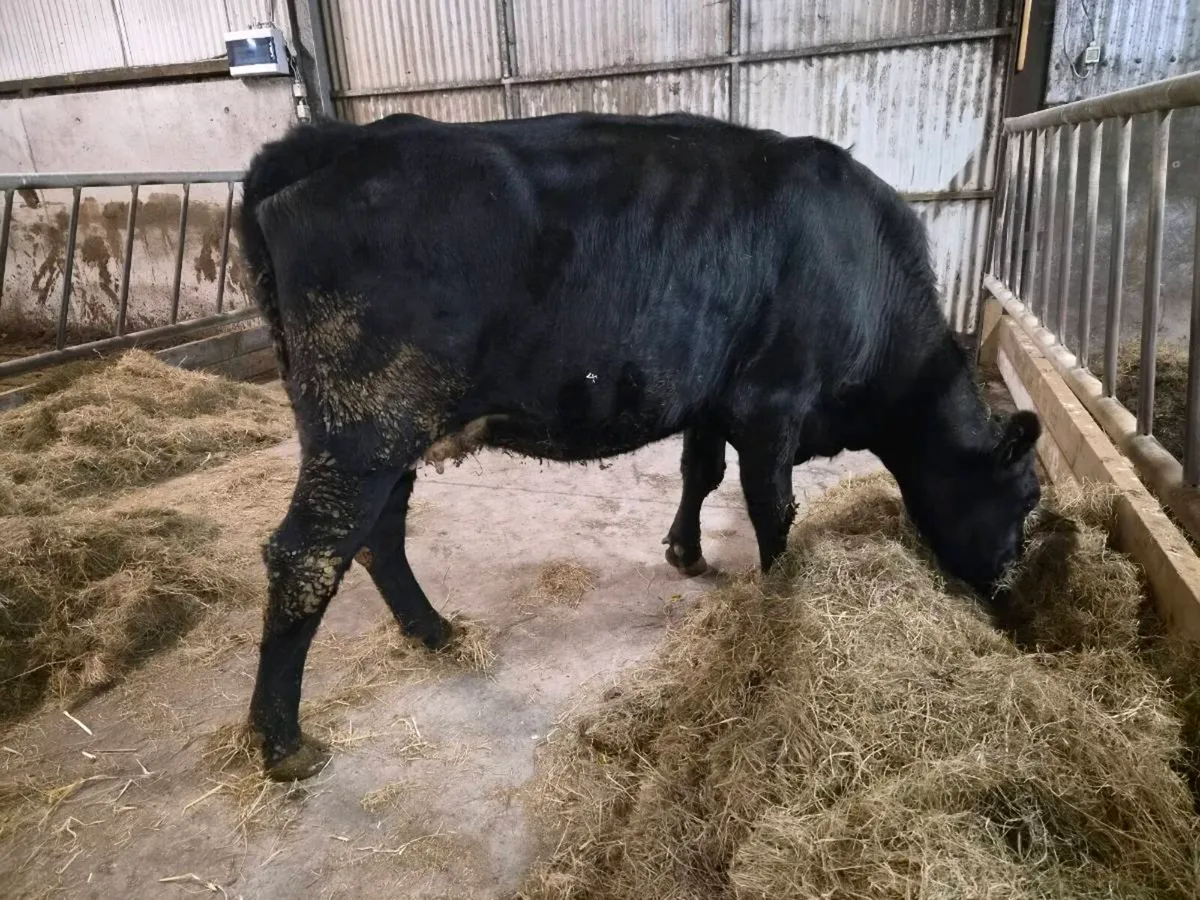 In Calf Cow - Image 3