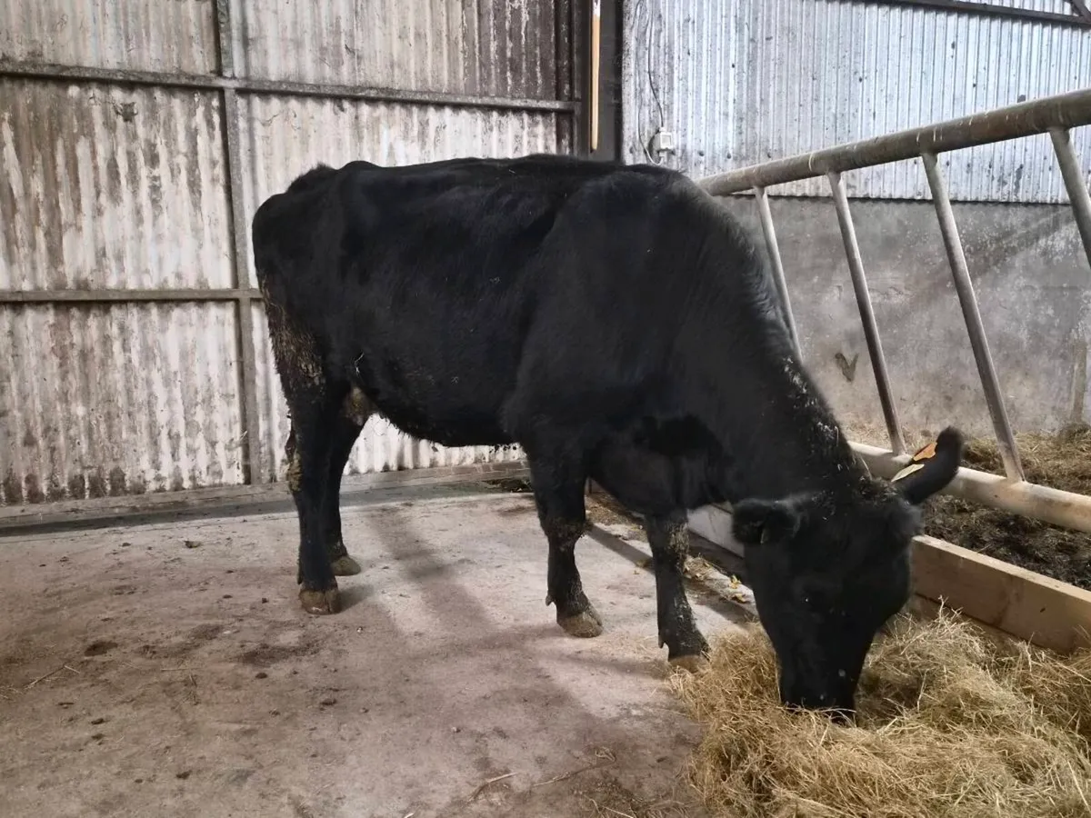 In Calf Cow - Image 1