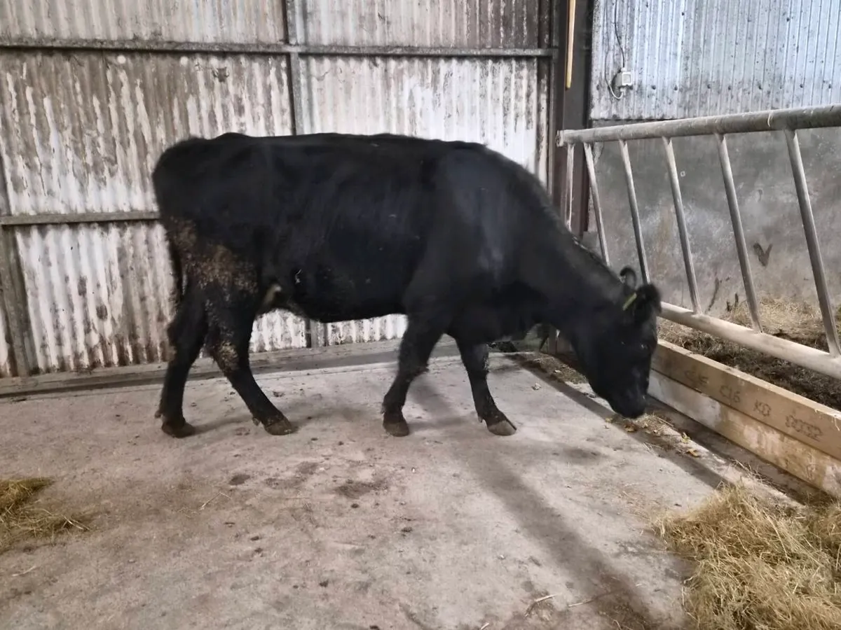In Calf Cow - Image 4