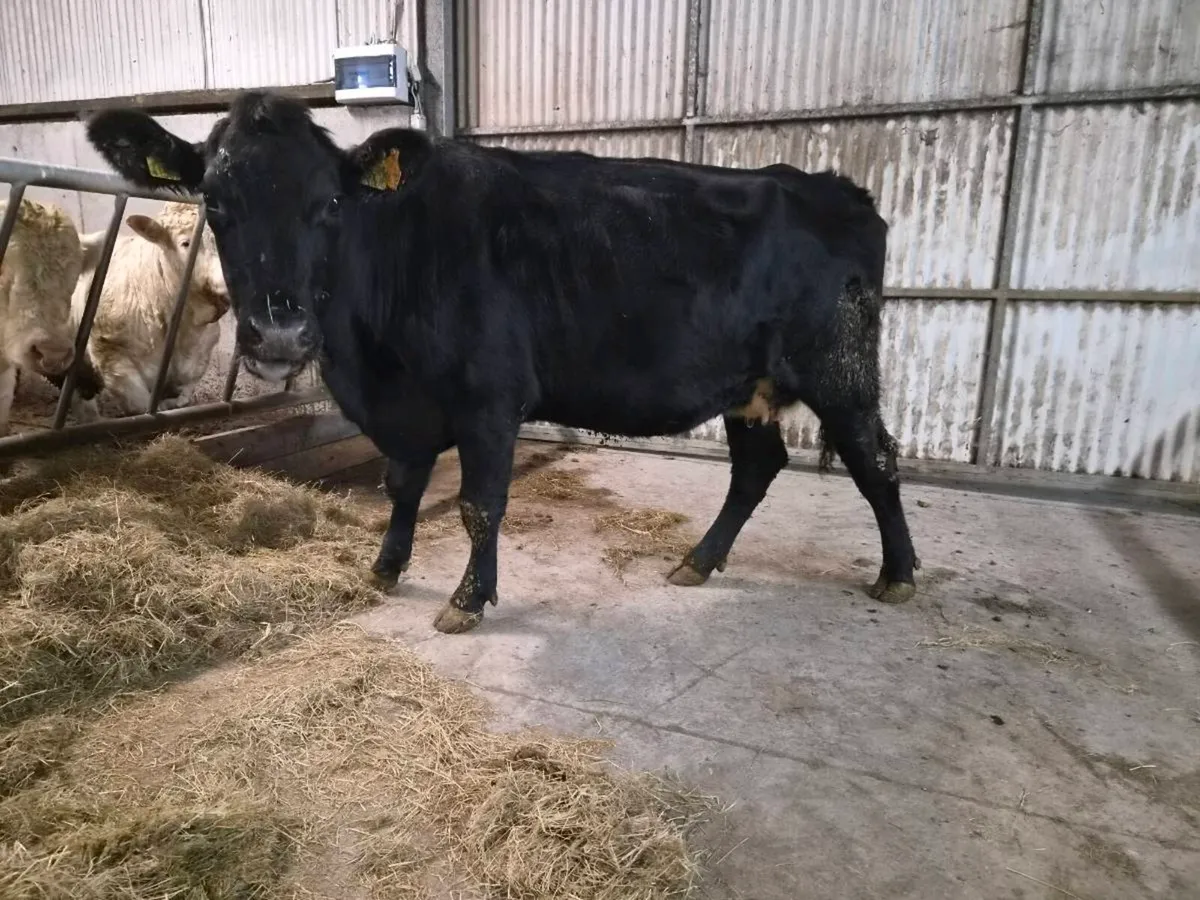 In Calf Cow - Image 2