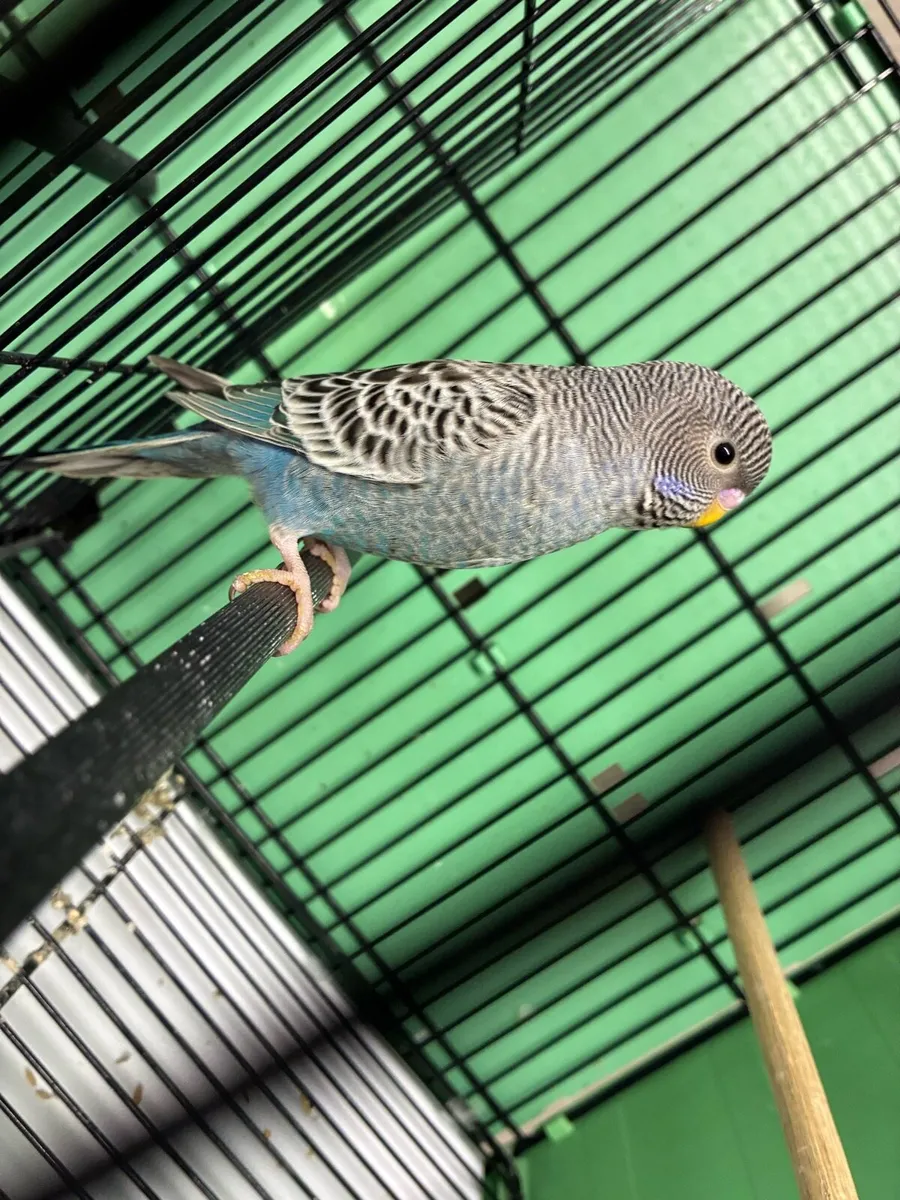 Bf/bw budgies - Image 1