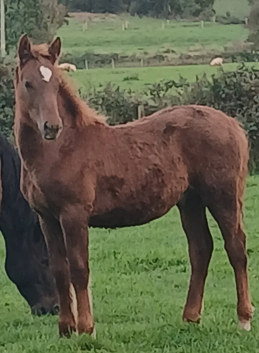 Rare Connemara Colt Foal - Image 3