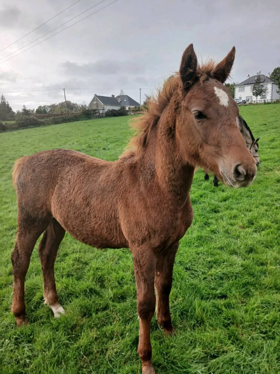 Rare Connemara Colt Foal - Image 4