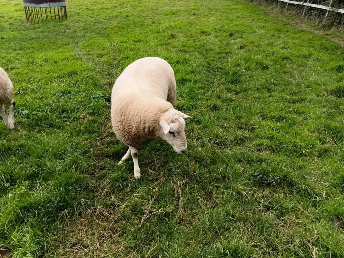 PBNR Lleyn Ram - Image 2