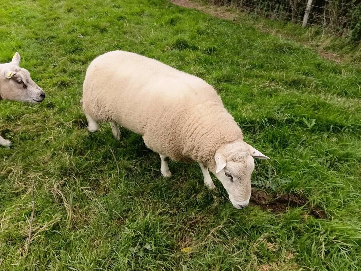 PBNR Lleyn Ram - Image 3