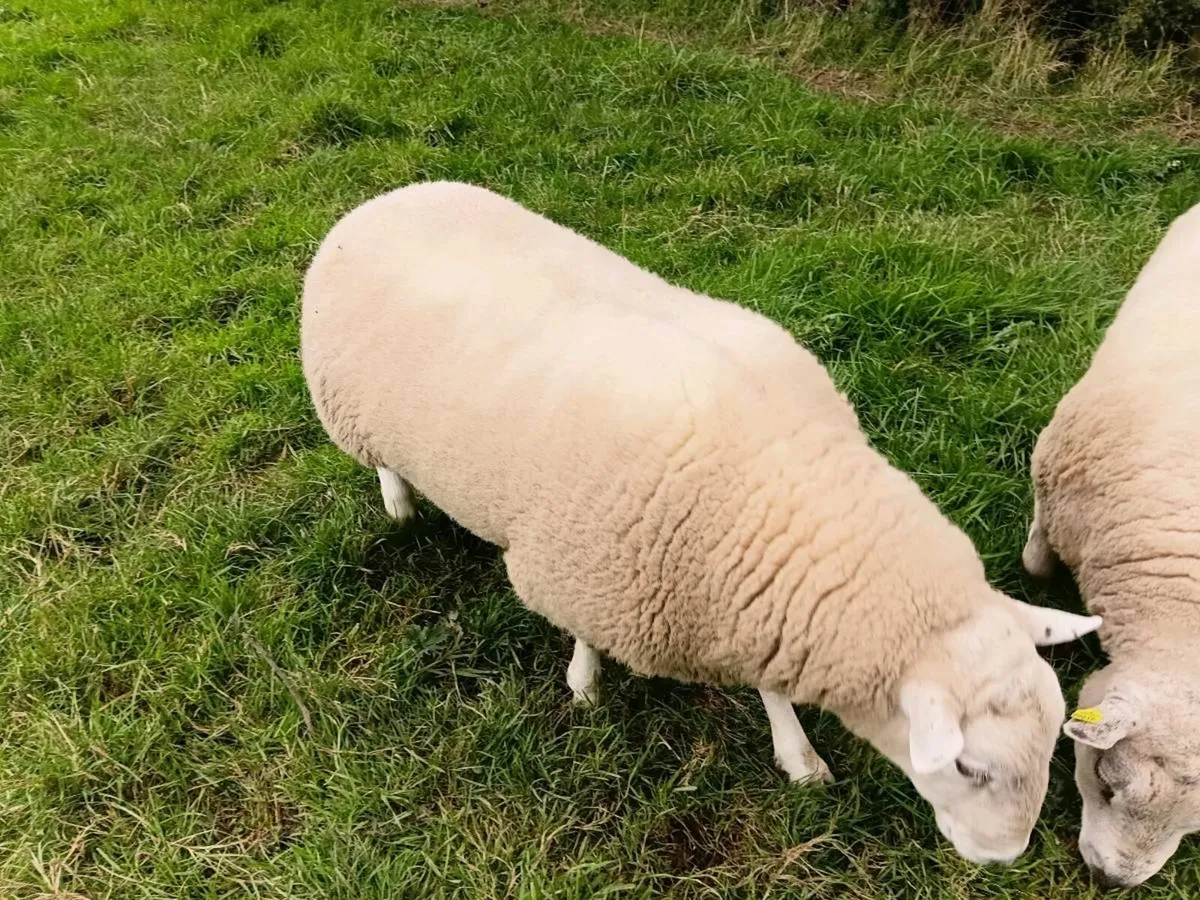 PBNR Lleyn Ram - Image 4