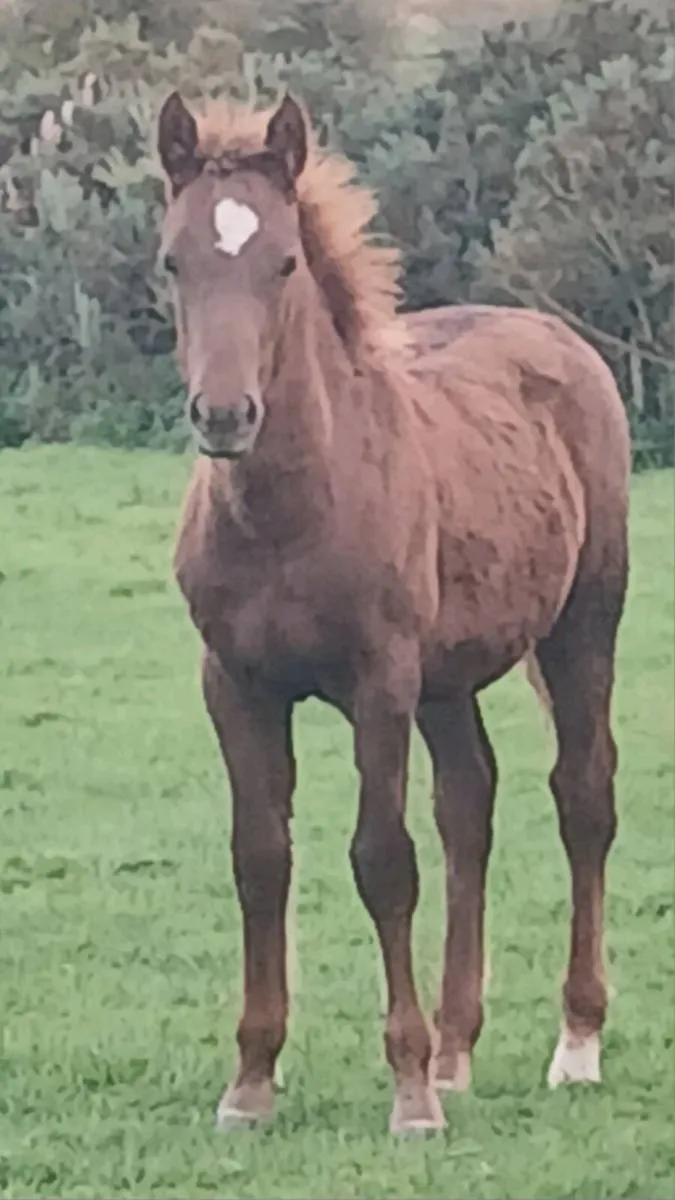 Rare Connemara Colt Foal - Image 1