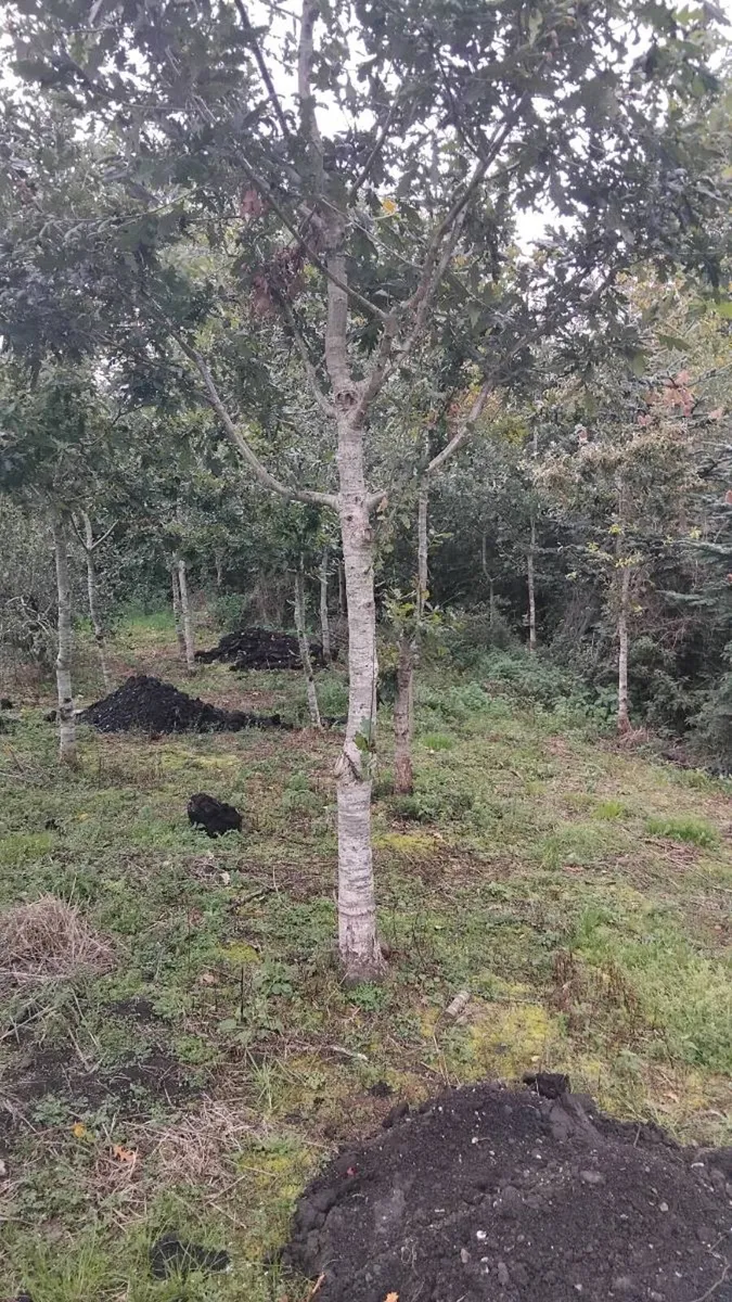 Trees - Image 1