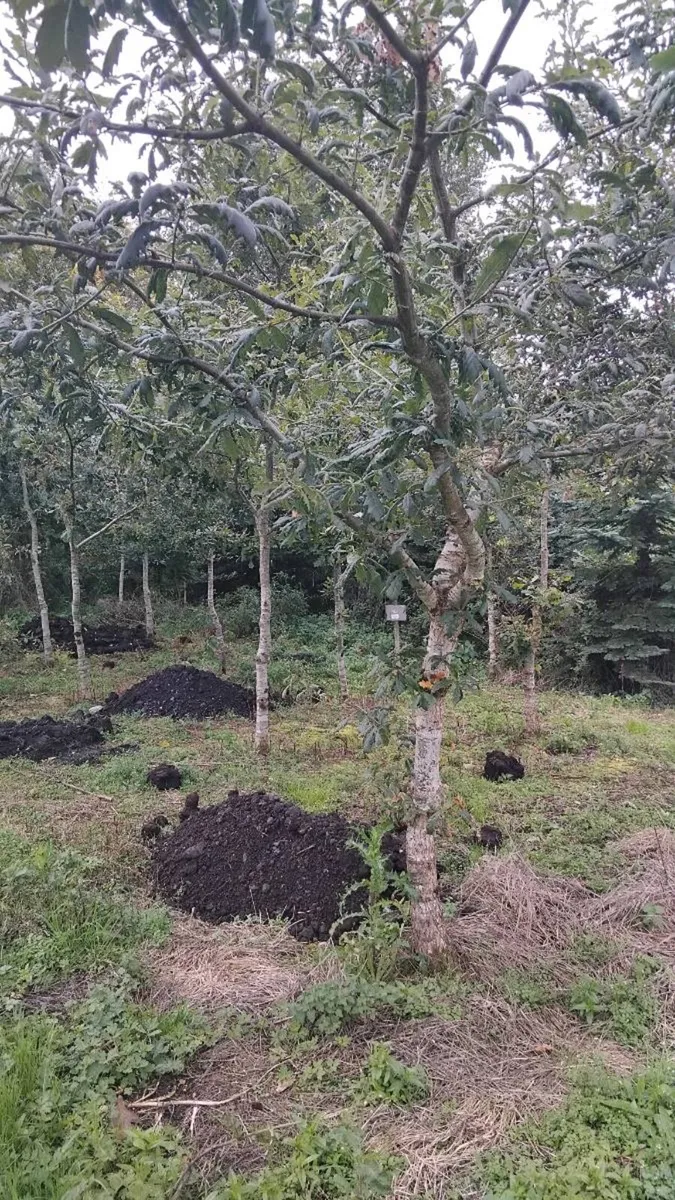 Trees - Image 2