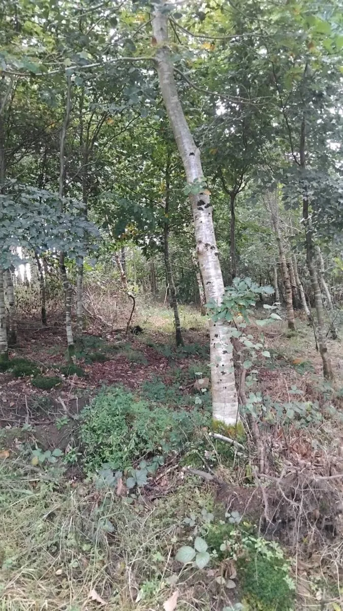 Trees - Image 3