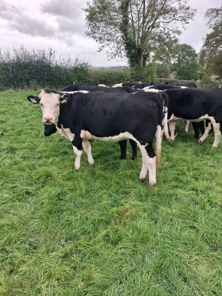 Angus and Hereford - Image 1