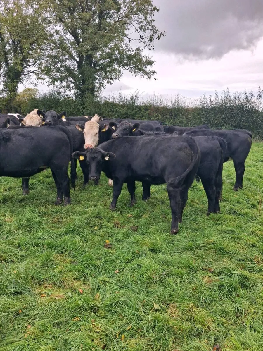 Angus and Hereford - Image 3