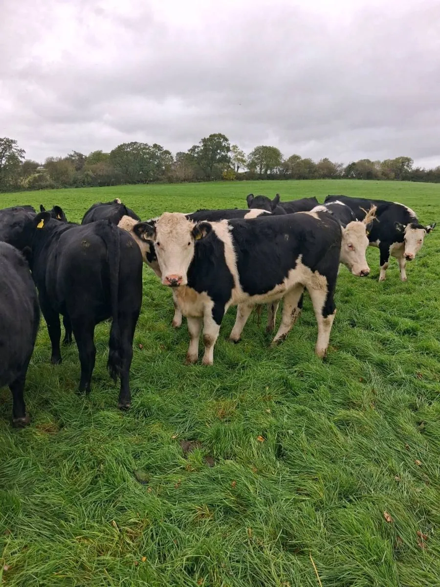 Angus and Hereford - Image 2
