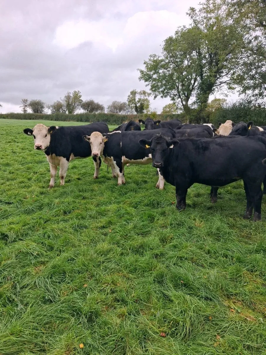 Angus and Hereford - Image 4