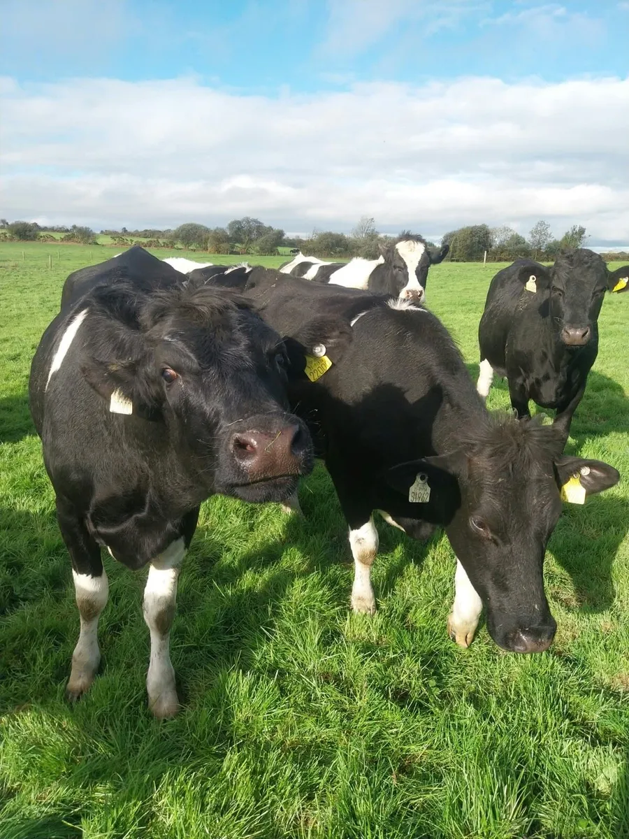 In calf heifers - Image 1