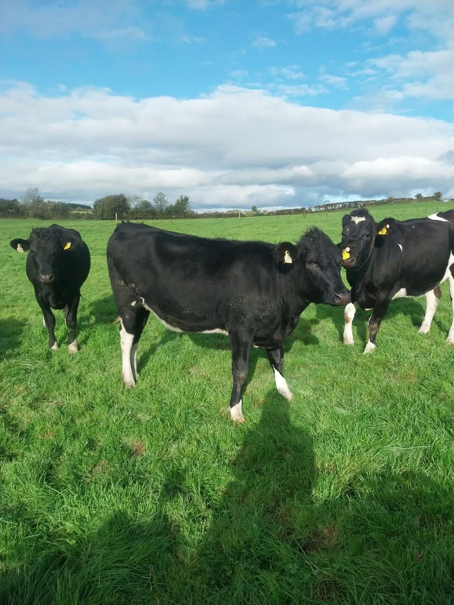 In calf heifers - Image 2