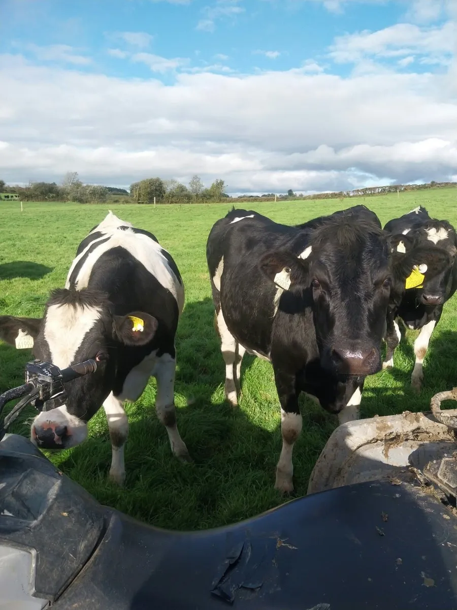 In calf heifers - Image 4
