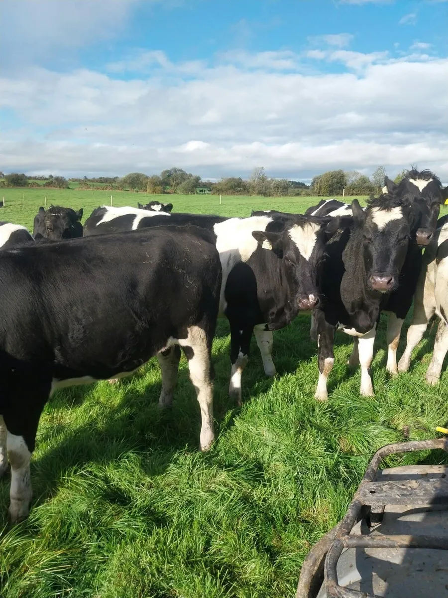 In calf heifers - Image 3