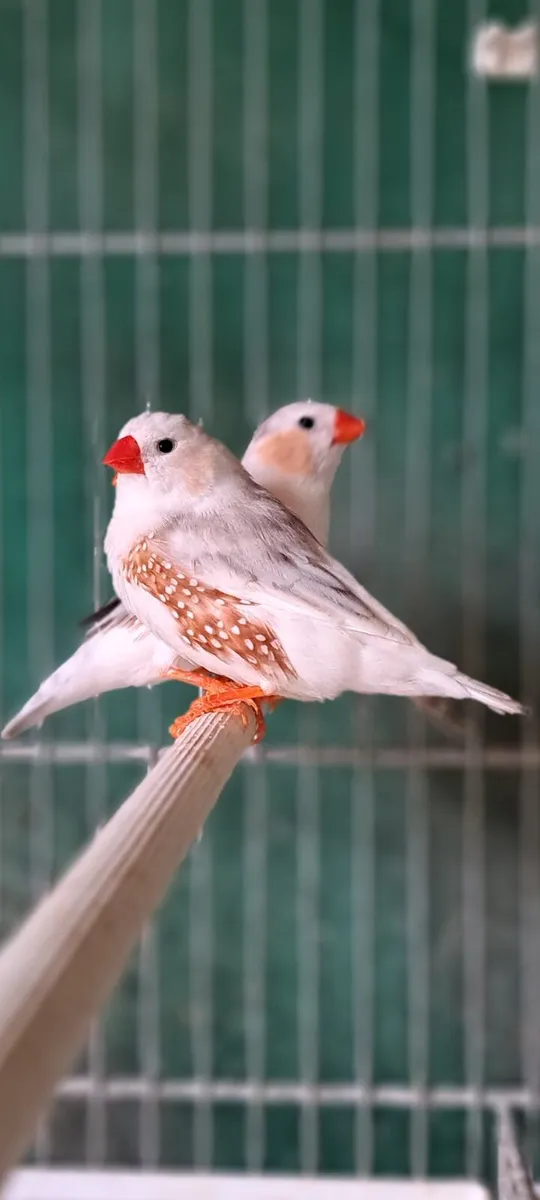 Penguin zebra finch . - Image 4