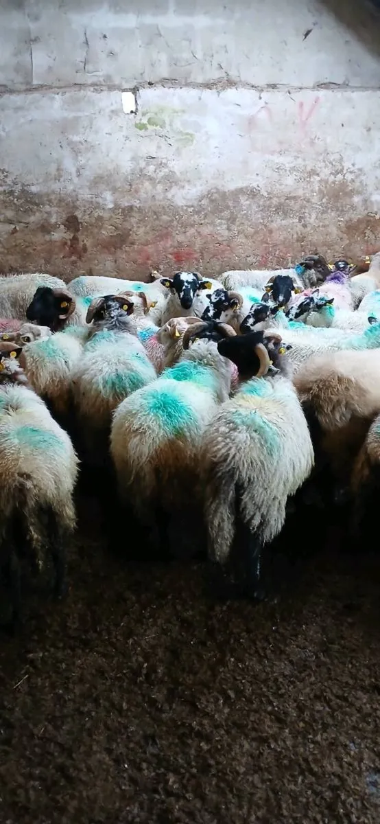 Sheep - Image 1