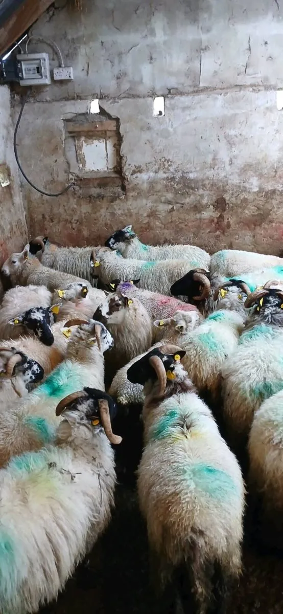 Sheep - Image 2
