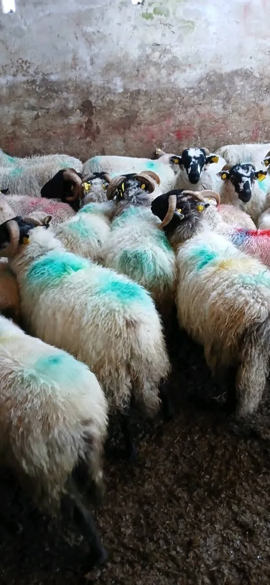 Sheep - Image 3