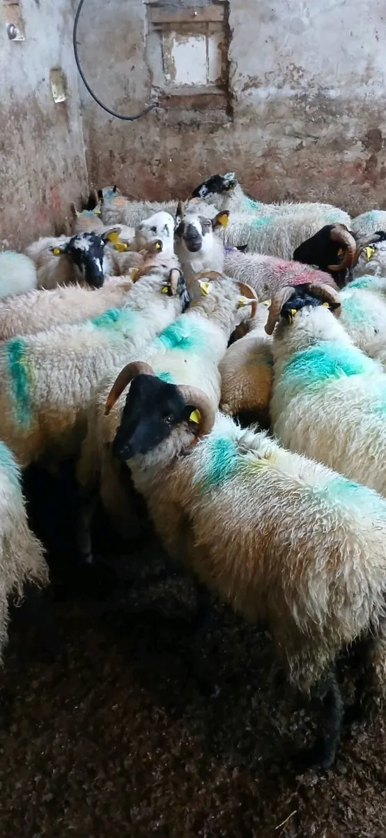 Sheep - Image 4