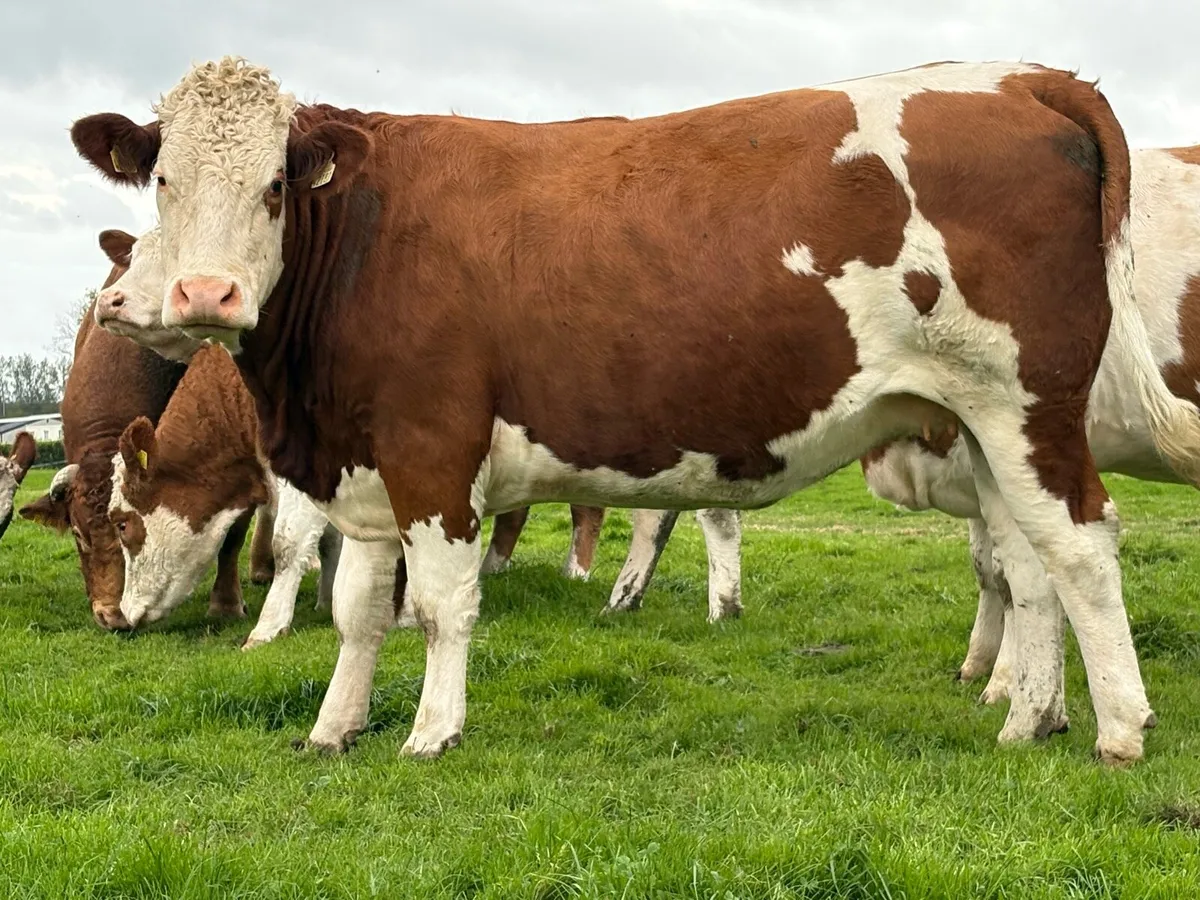 Incalf heifers - Image 1