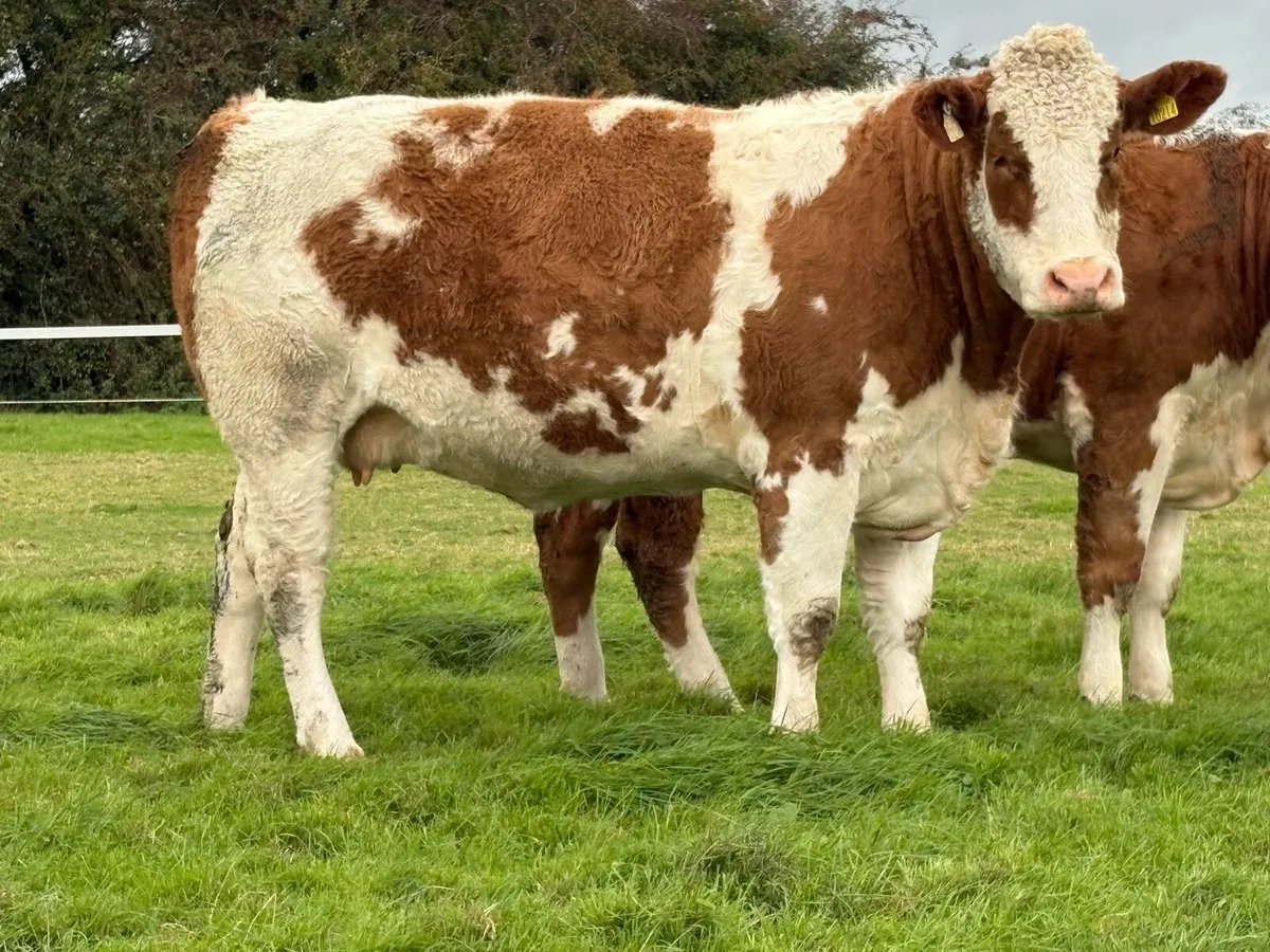 Incalf heifers - Image 2