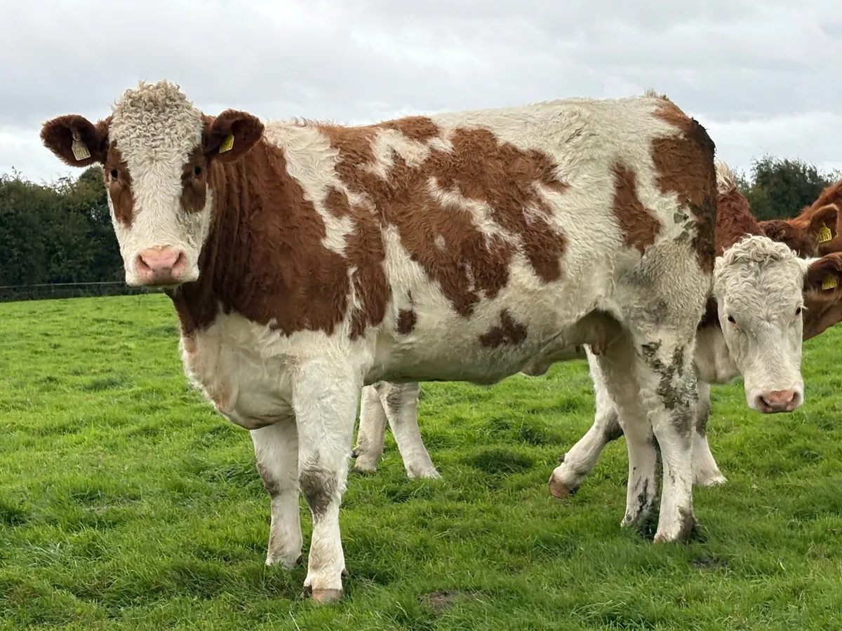 Incalf heifers - Image 3